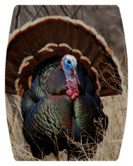 DAREC 315 Gone Hunting (Turkey)